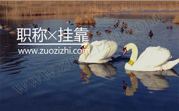 中级职称外单位使用注意事项 职称外单位使用