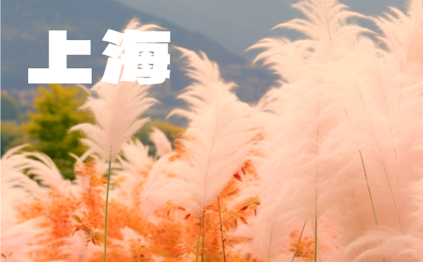 2022年上海高考分数线